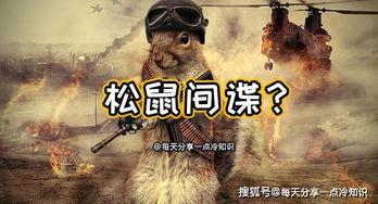 大鹅爆料间谍视频,神秘视频揭秘内幕  第1张